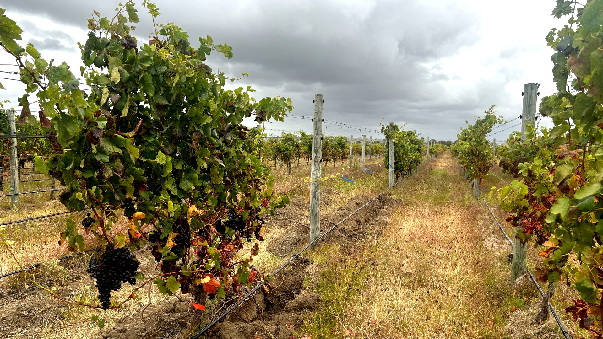 Grapevine leafroll virus 3 infected vineyard