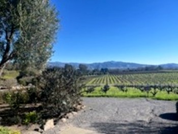 Buena vista winery 4