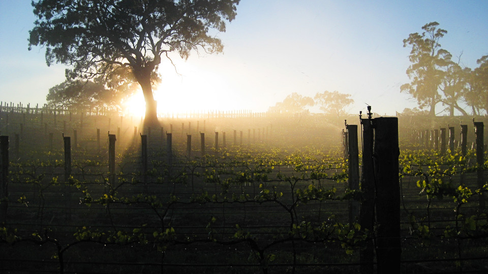 Sprinklers spraying water over vines as the sun rises behind gumtrees.